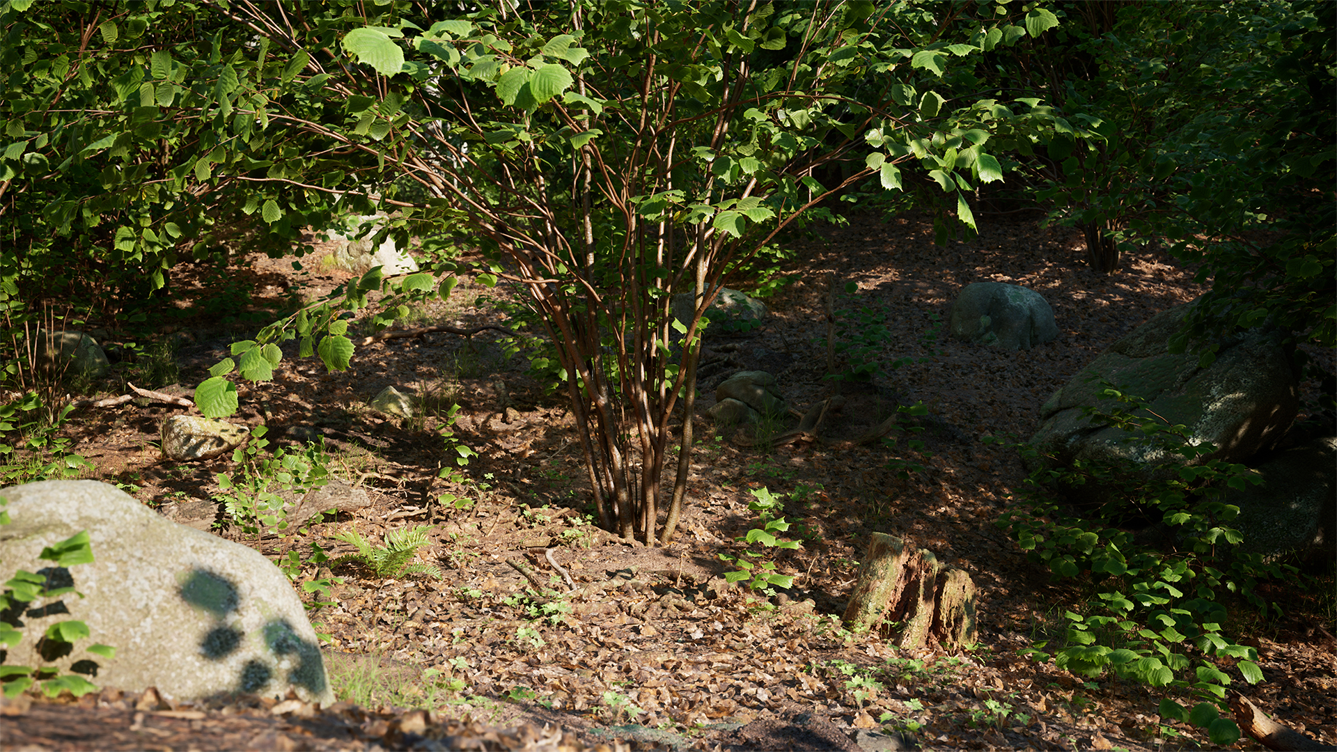 Megascans Trees: セイヨウハシバミ (早期アクセス) | Fab