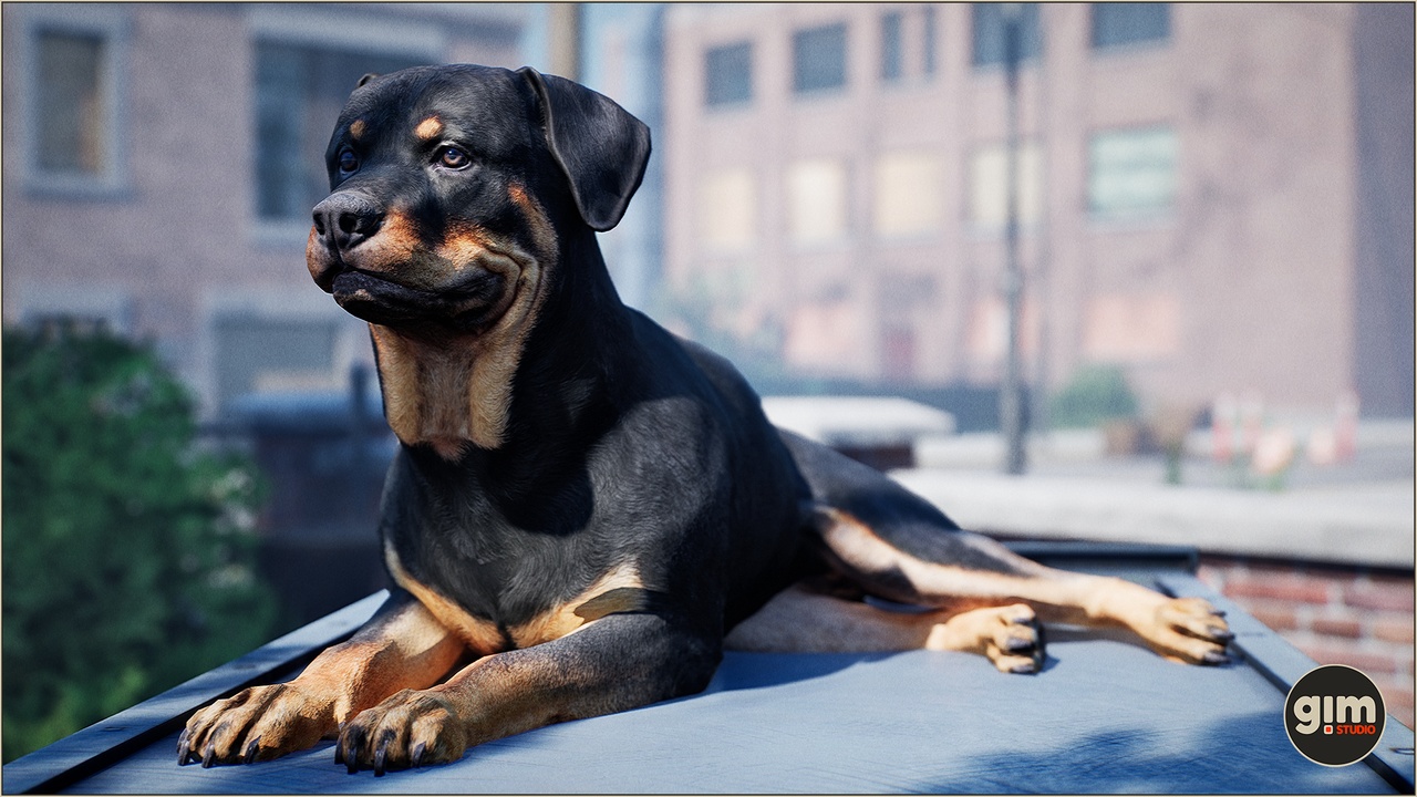 Media 1 for listing Animalia - Rottweiler