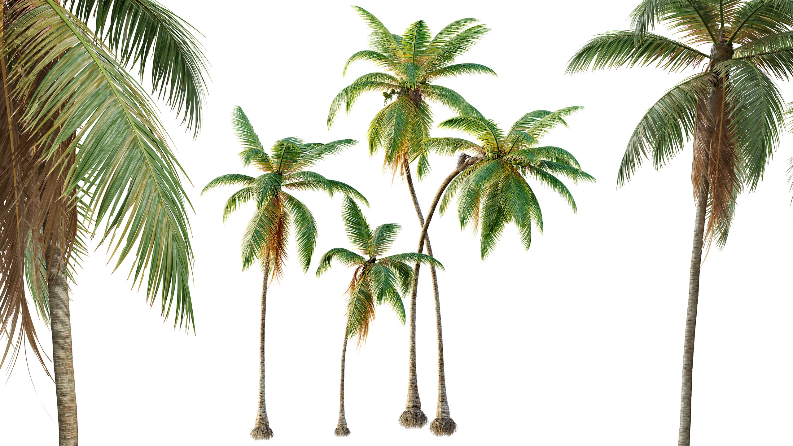 Media 1 for listing AV Cocos Nucifera palms