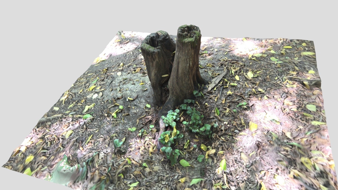 Media 1 for listing Tree stomp