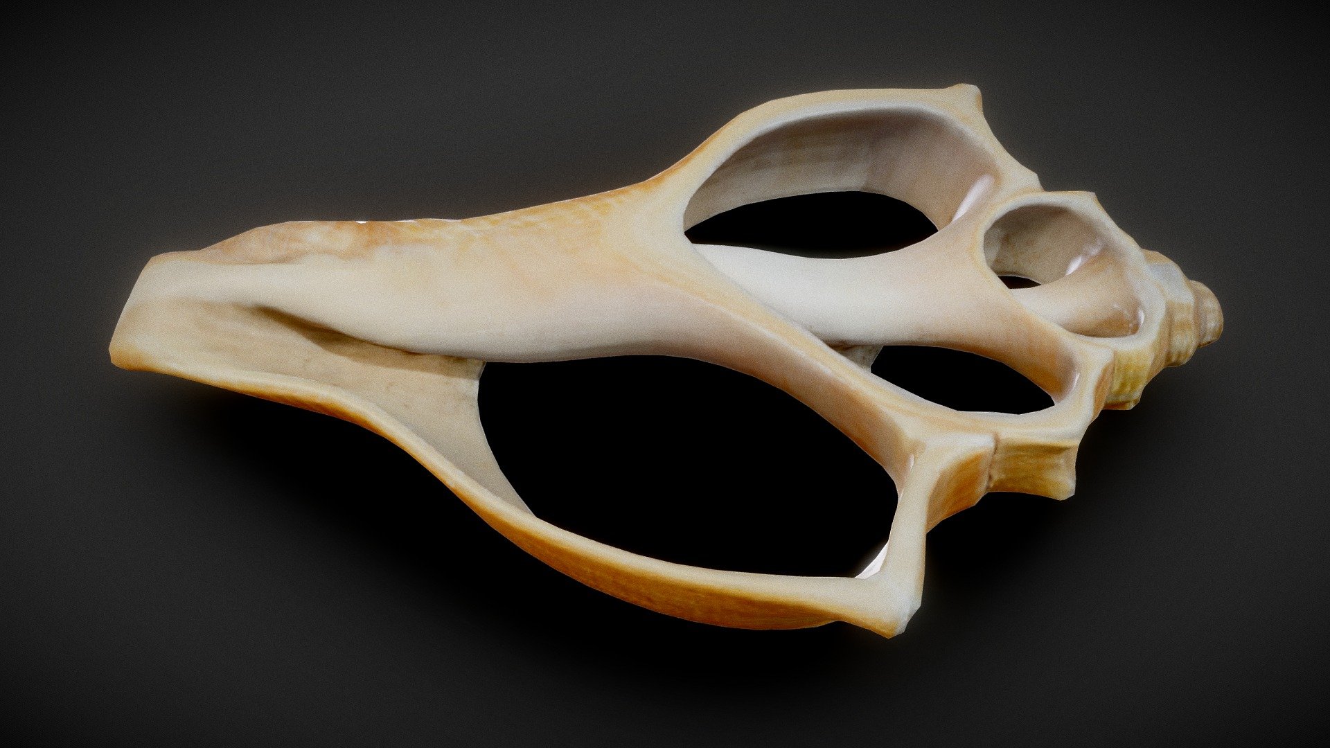 Cutaway Sea Shell | Fab