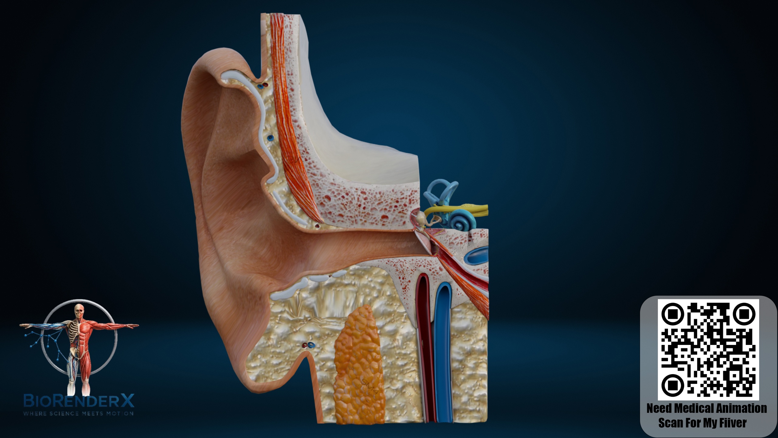Media 1 for listing Human Ear Anatomy 3D Model – Inner, Middle and Outer Ear Structure
