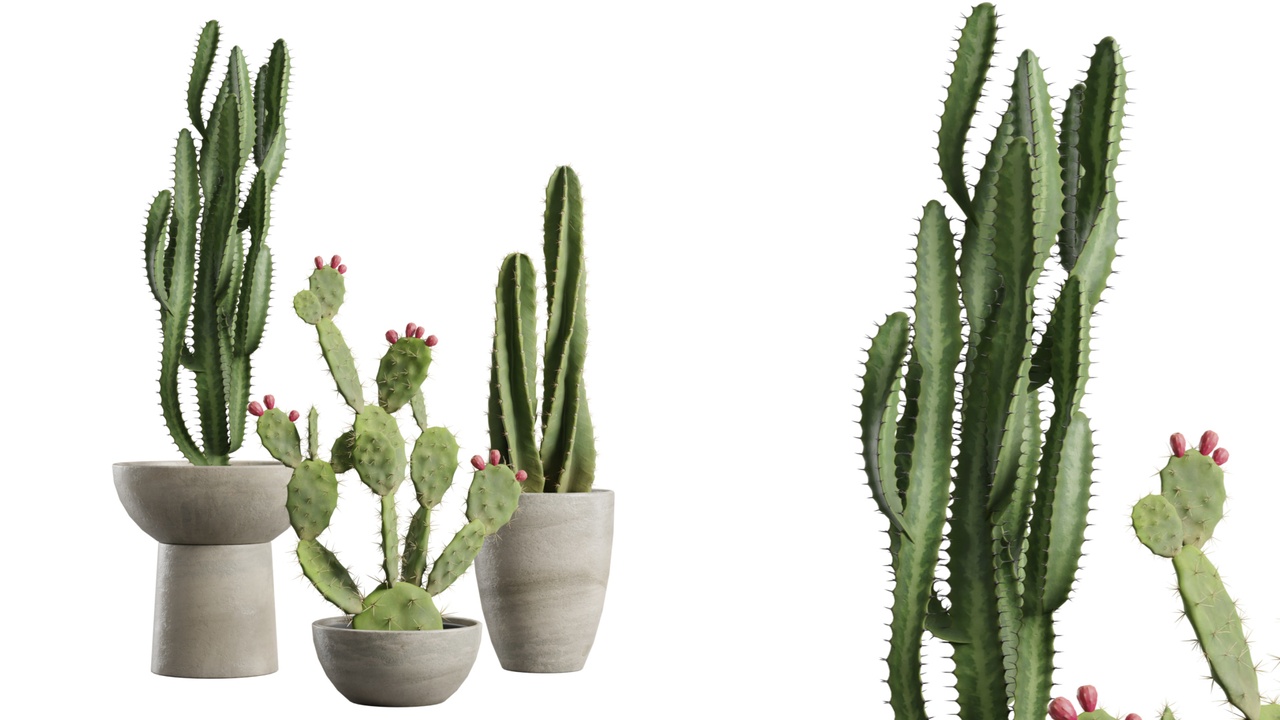 Media 1 for listing Cactus Pack 06