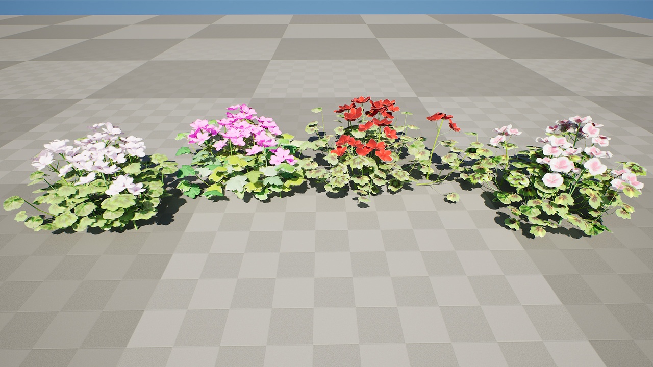 Media 1 for listing South African Pelargonium Pack