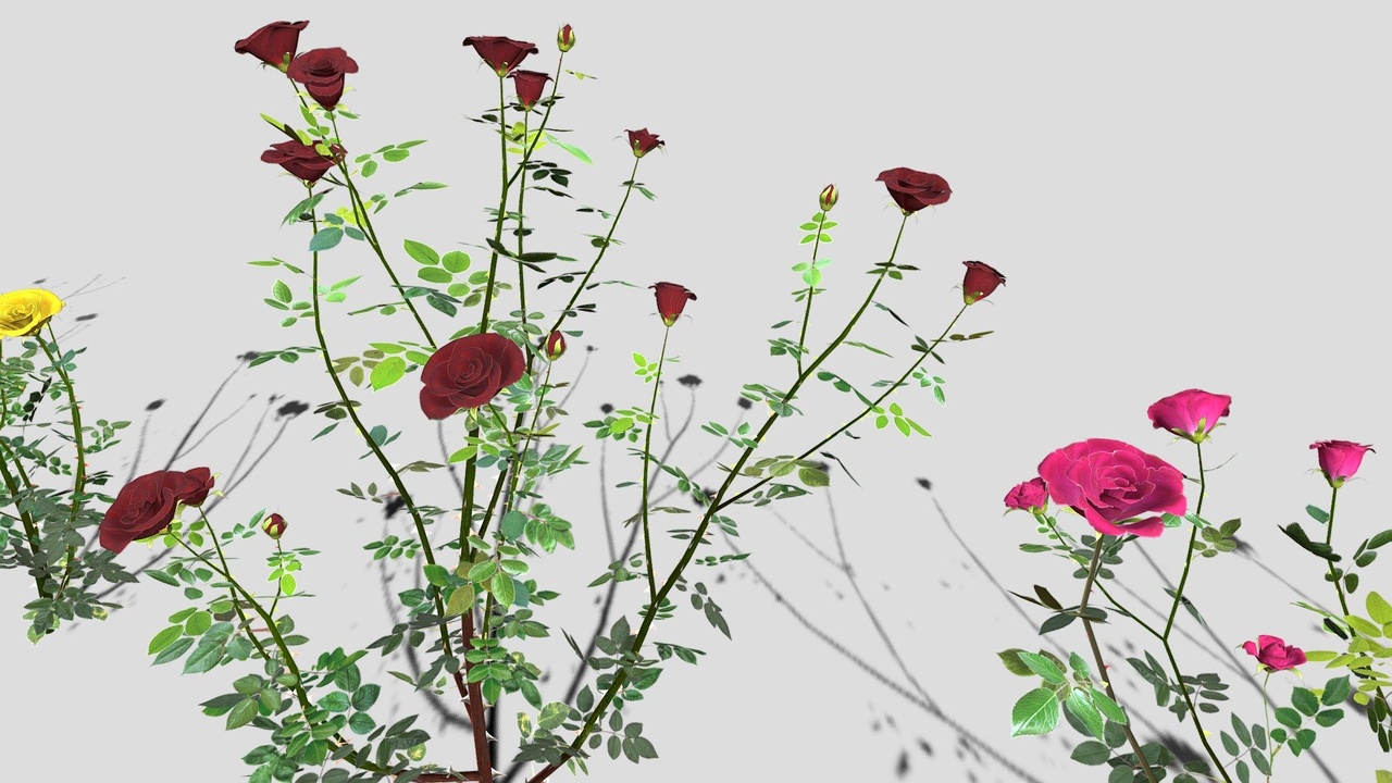 Media 1 for listing Rose Bushes