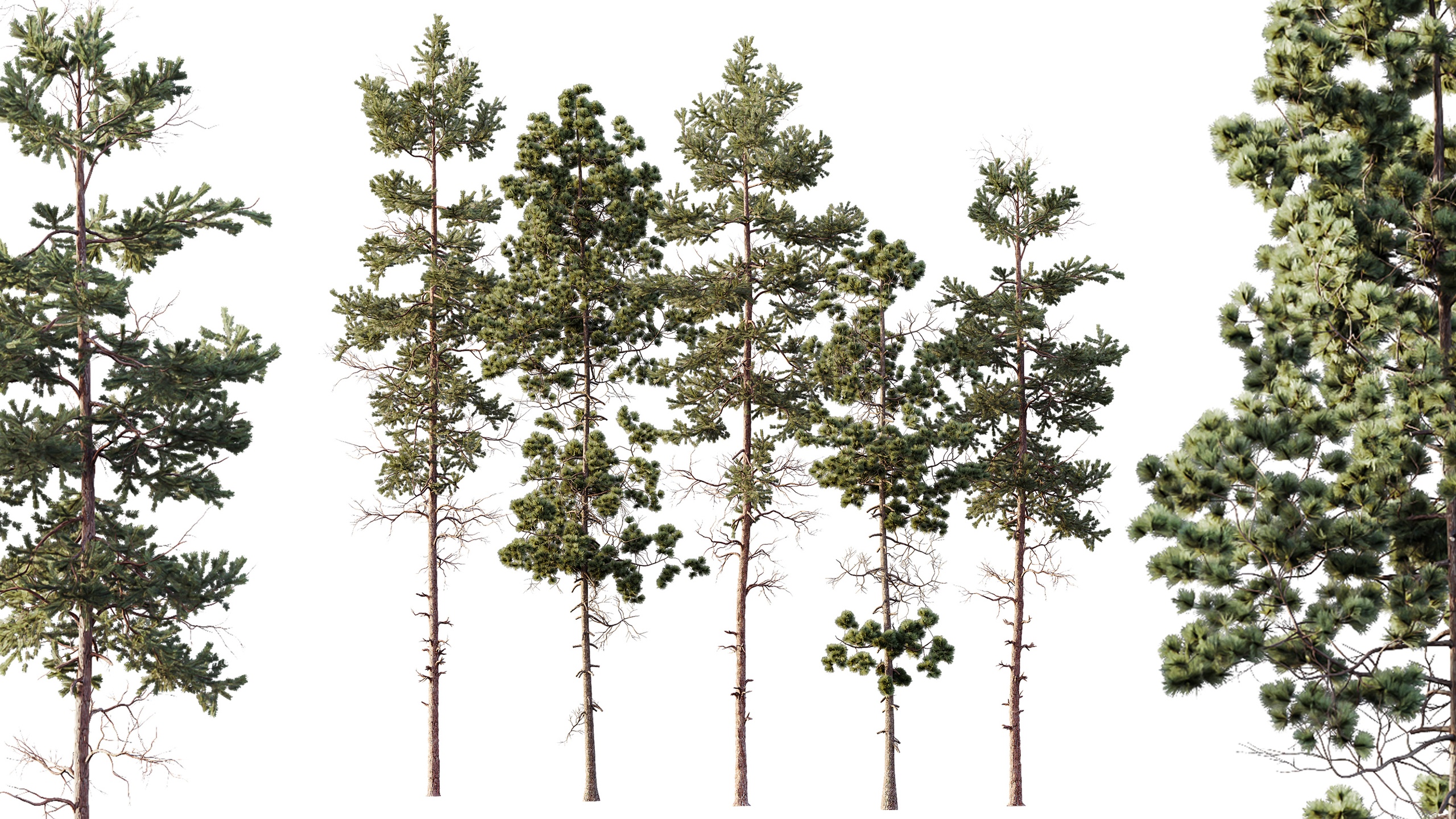 Media 1 for listing AV Pinus Palustris and Pinus Nigra Sylvestris Subsp Winter Snow trees