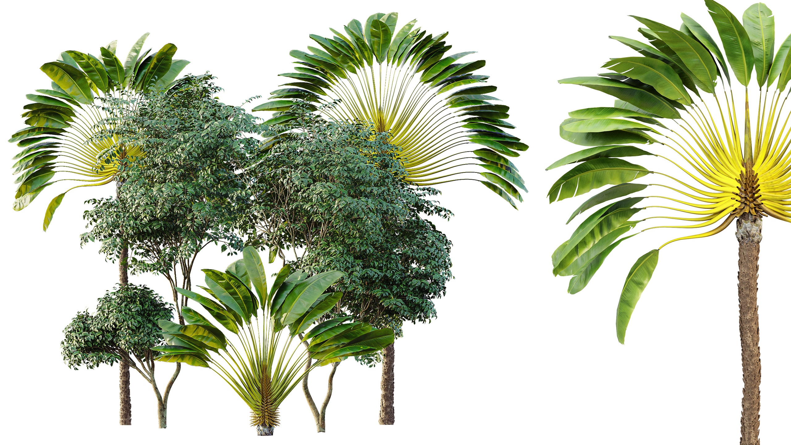 Media 1 for listing AV Ravenala Madagascariensis Travelers Palm and Japanese Cherry Leaf