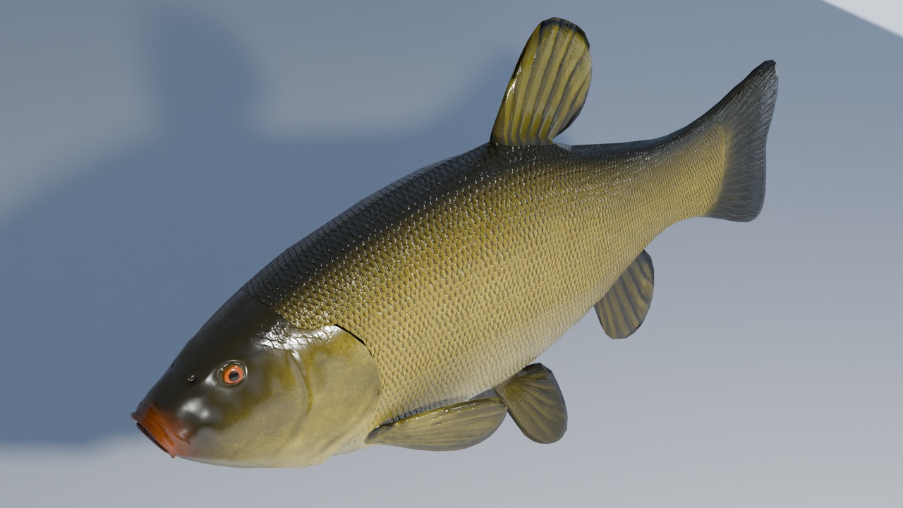 Media 1 for listing Tench Fish