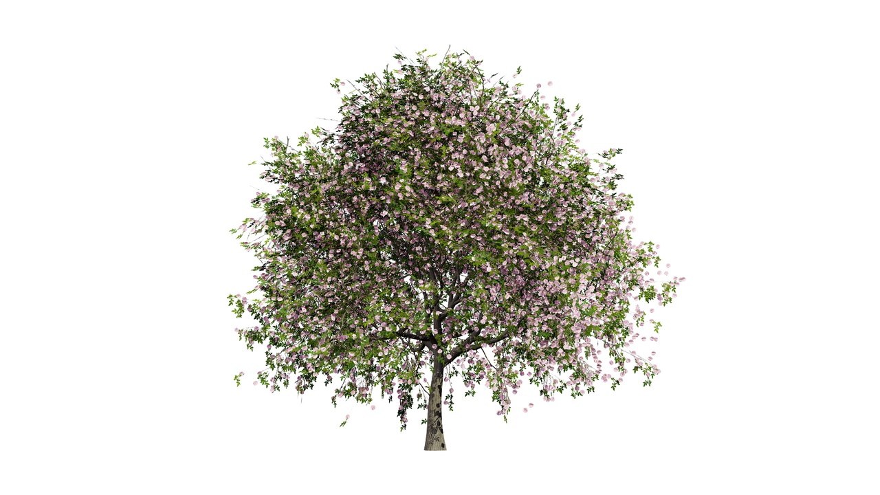 Media 1 for listing South African Pompon Tree
