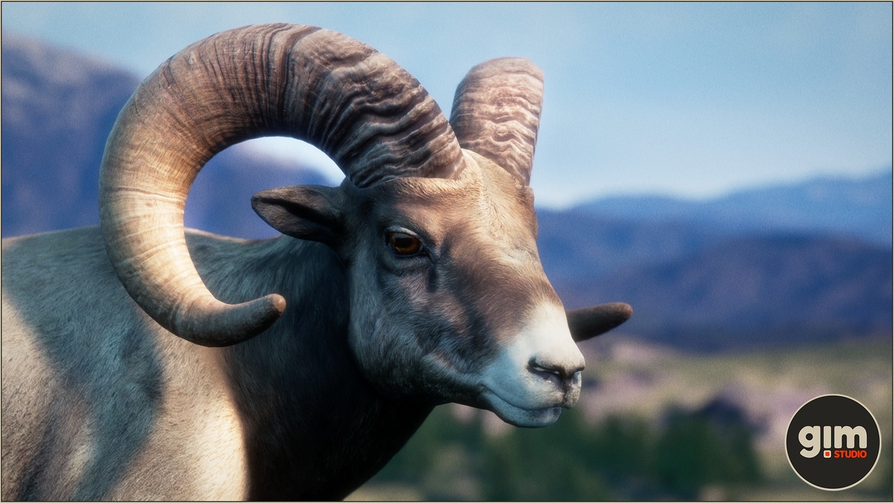 Media 1 for listing Animalia - Bighorn Sheep (male)
