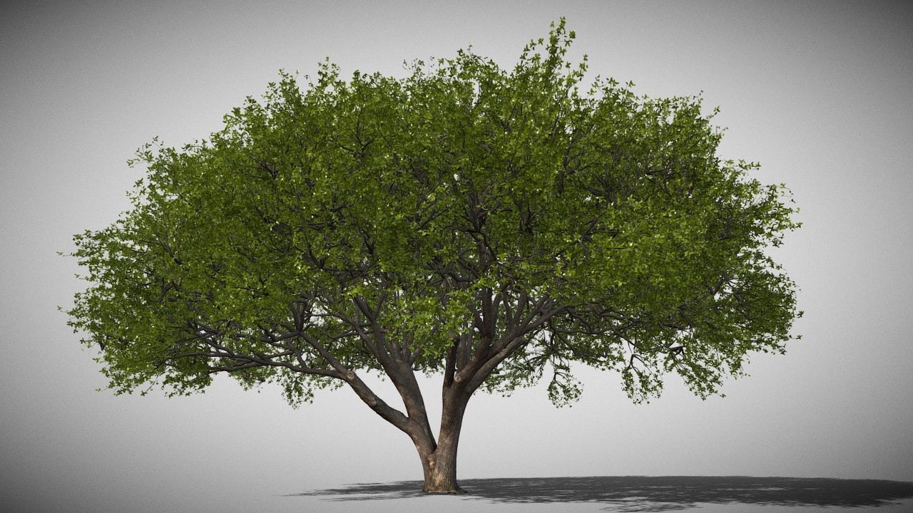 Media 1 for listing Vegitation Live Oak Tree A