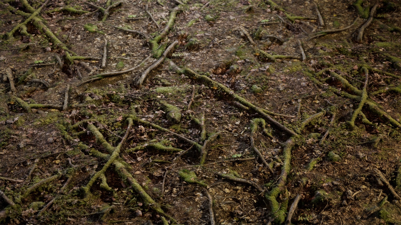 Media 1 for listing Conifer Forest Floor Collection