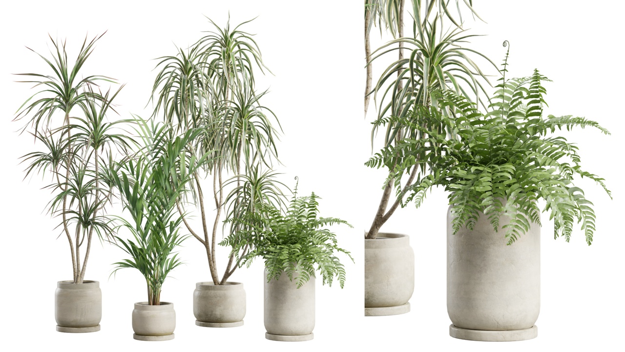 Media 1 for listing Indoor Plants Pack 90