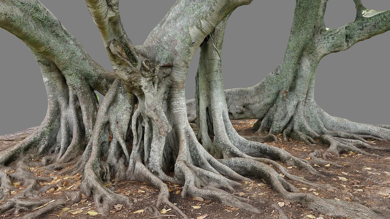 Media 1 for listing Moreton bay fig with multiple trunks