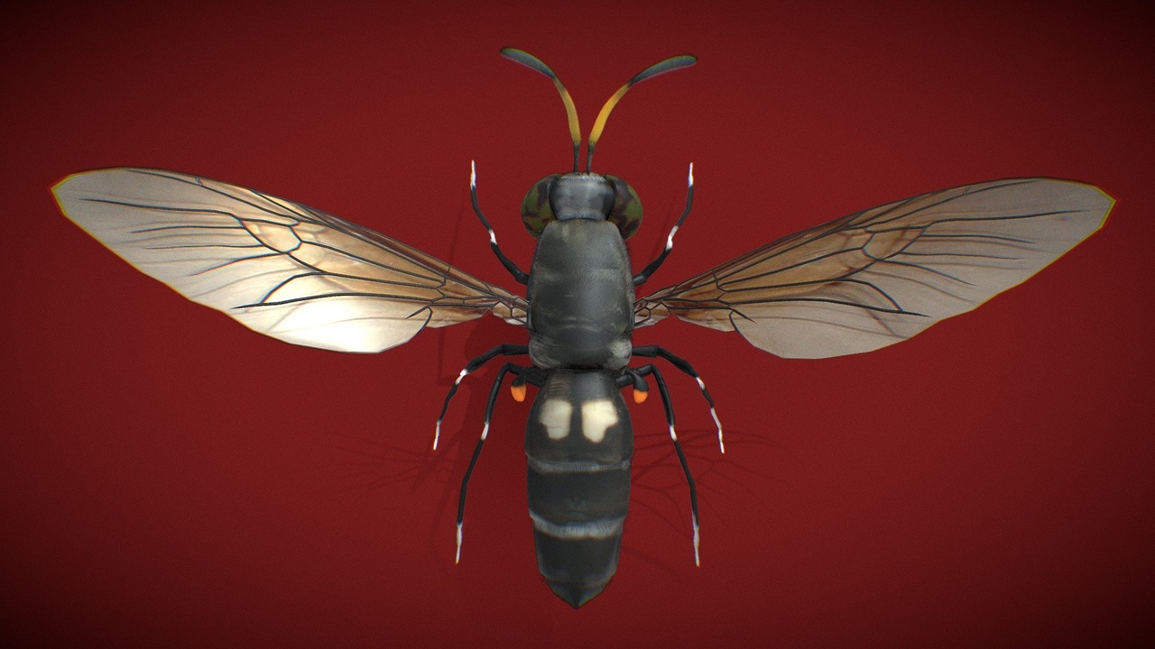 Media 1 for listing Hermetia Illucens Black Soldier Fly BSF