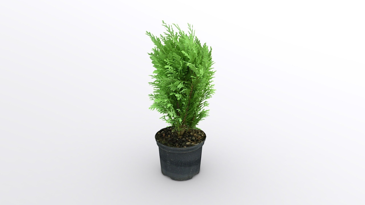 Media 1 for listing 300k Chamaecyparis Lawsoniana
