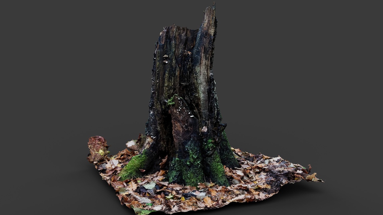 forest broken old tree rotten mossy stump photogrammetry | Fab