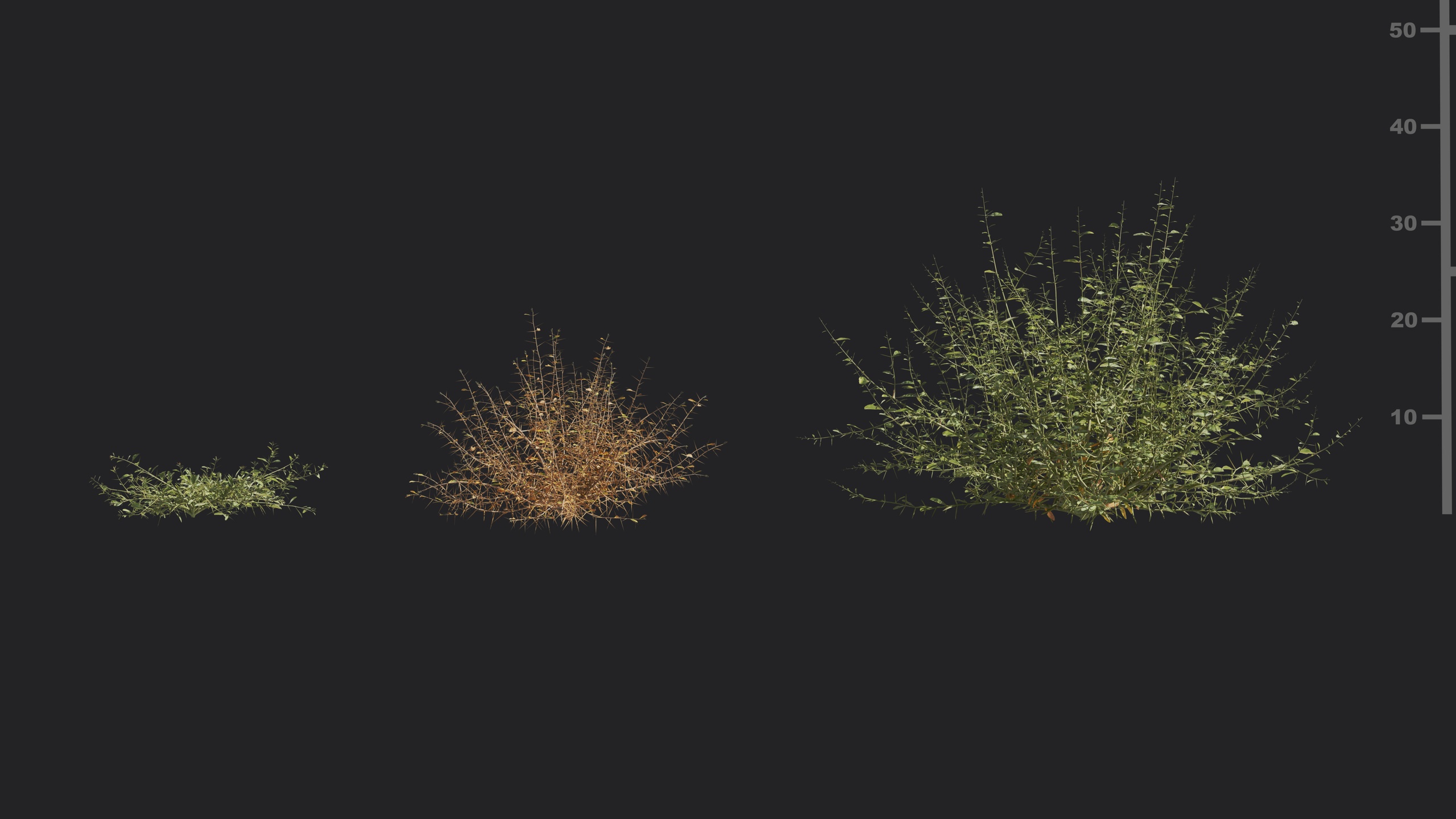Media 1 for listing V180_Alhagi_camelorum_01