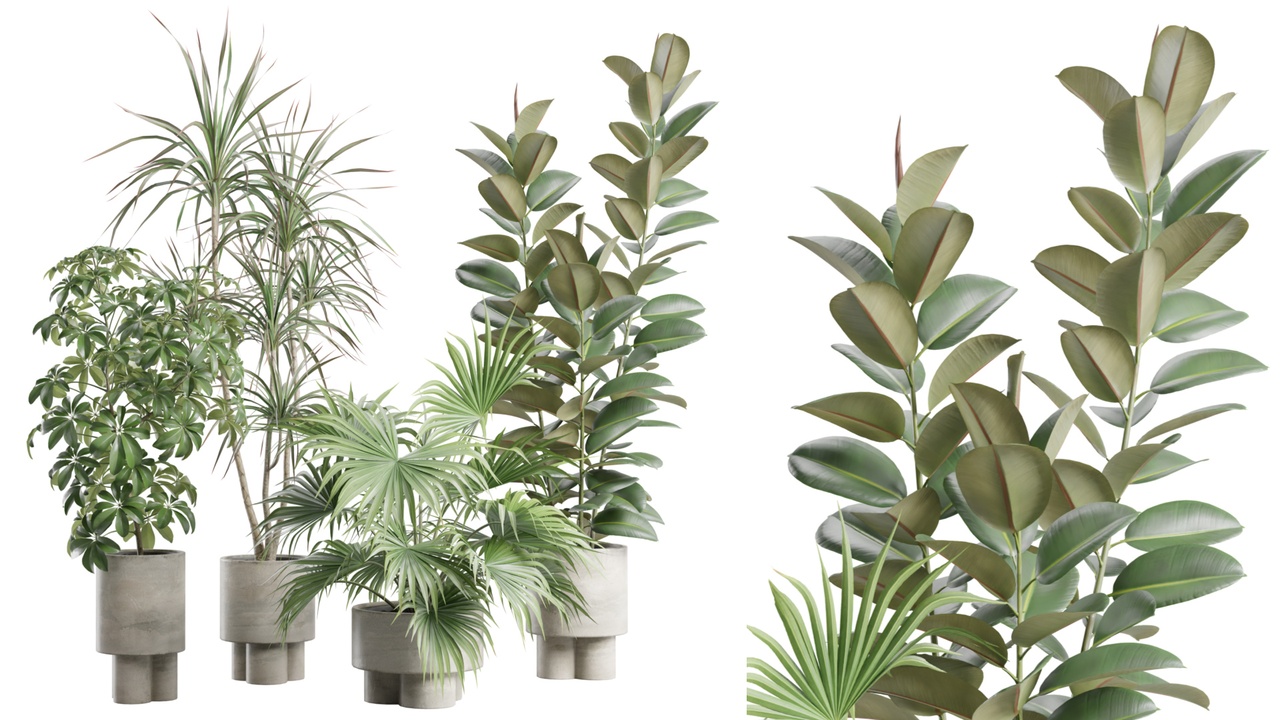 Media 1 for listing Indoor Plants Pack 108
