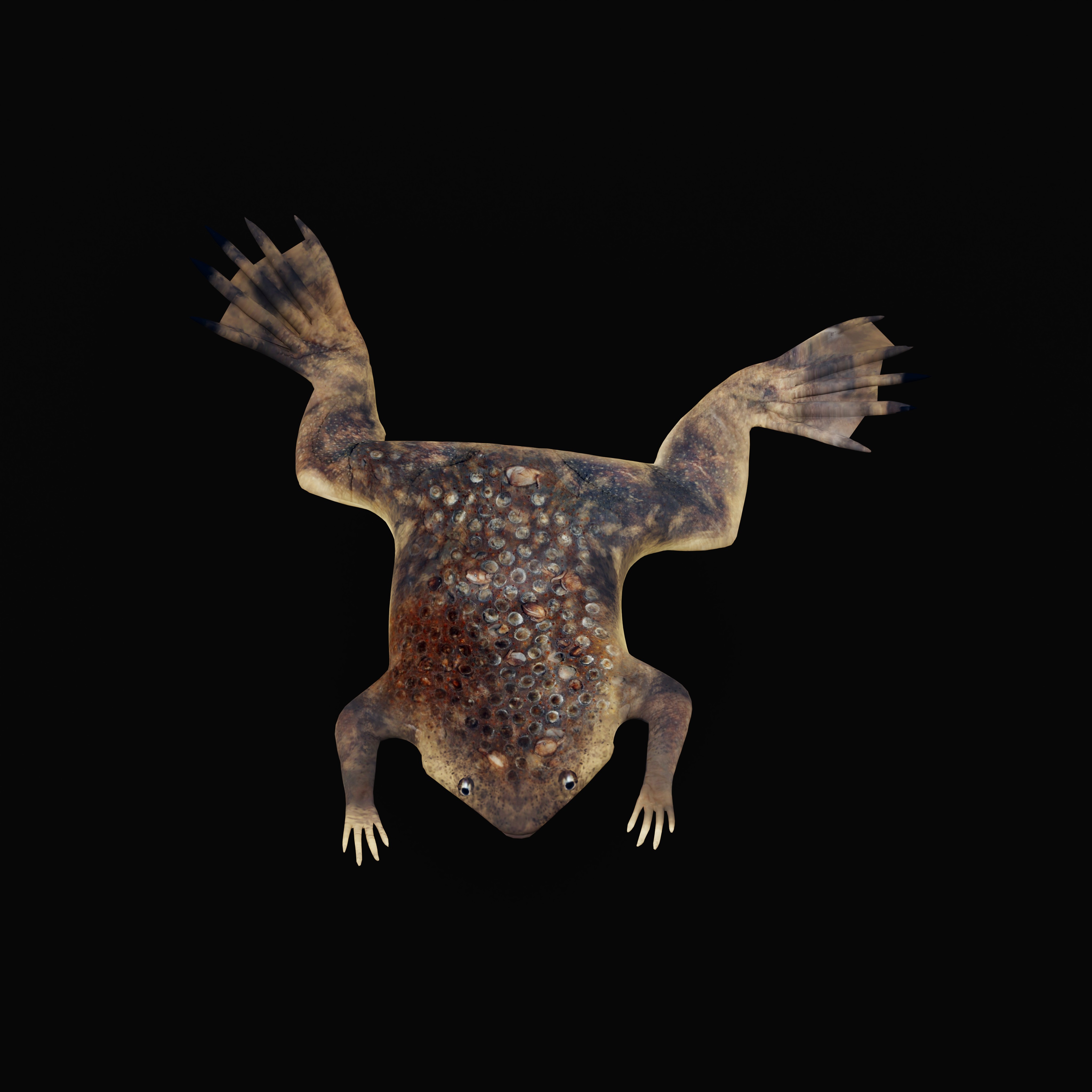 Surinam Toad | Fab
