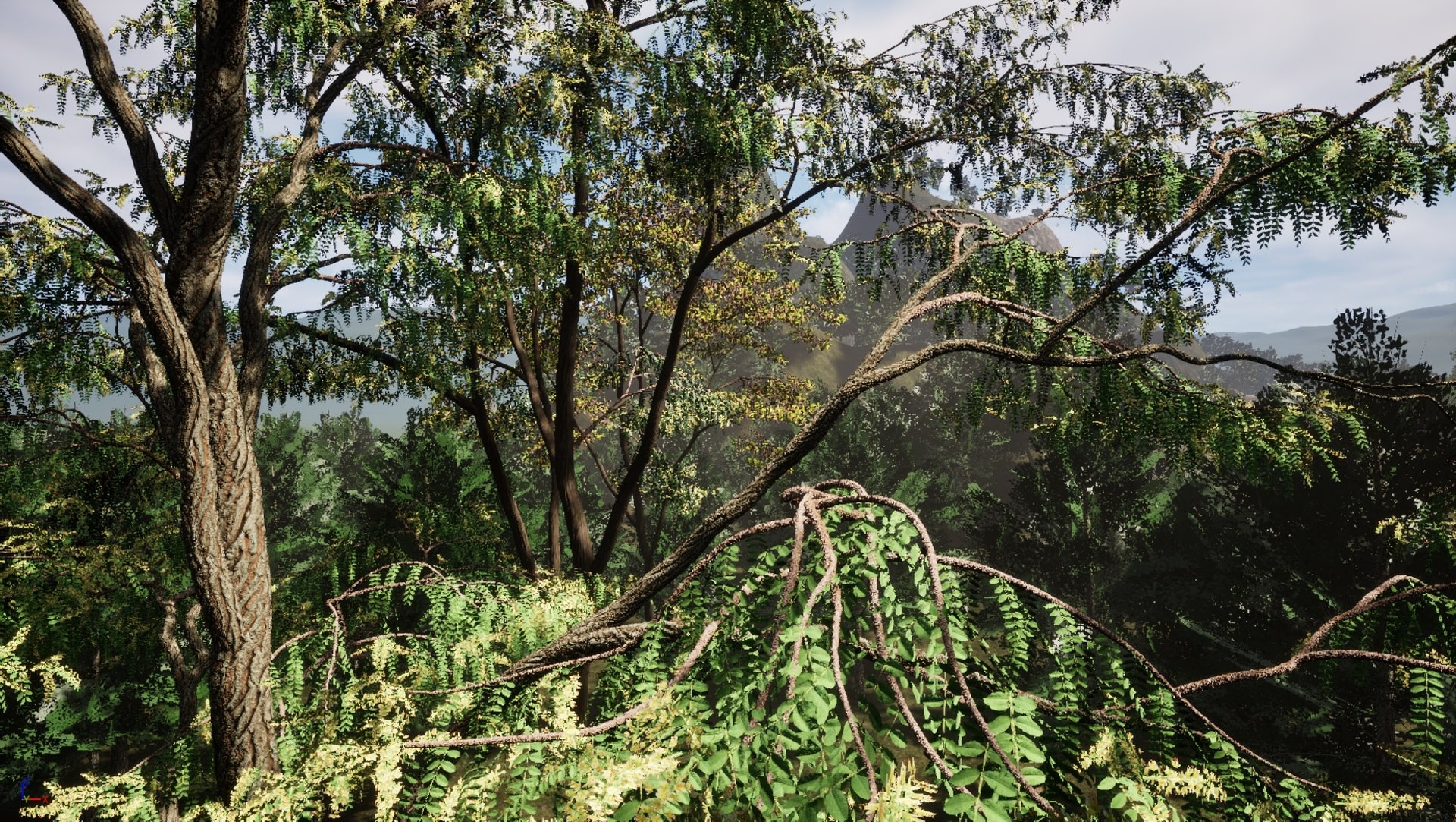 Media 1 for listing Trees: Honey Locust Forest