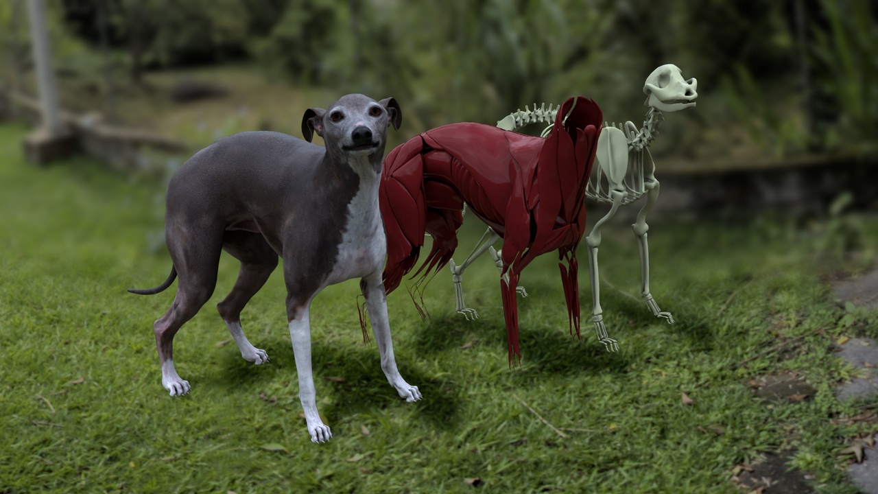 Media 1 for listing Italian grey hound with muscle & skeleton