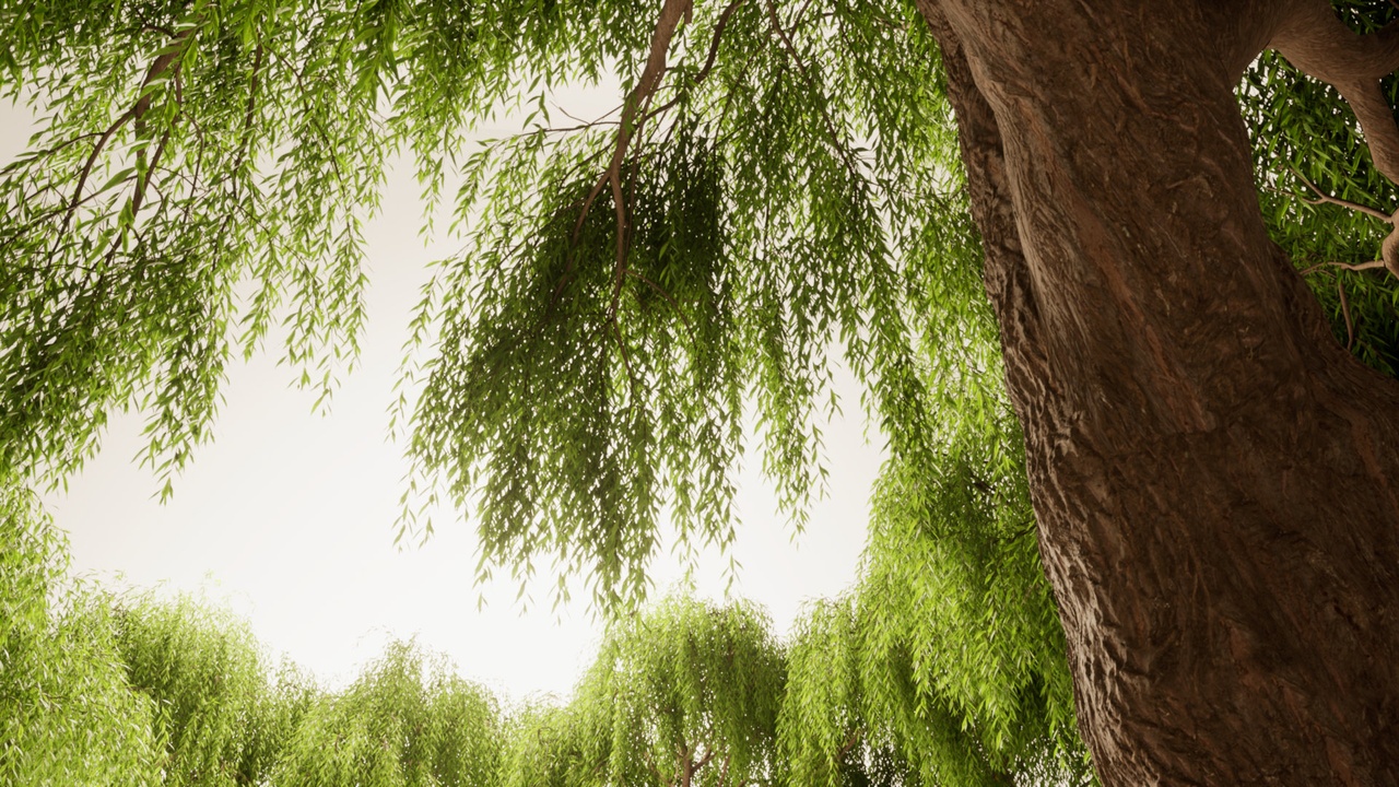 Media 1 for listing Weeping Willows - Full Geometry