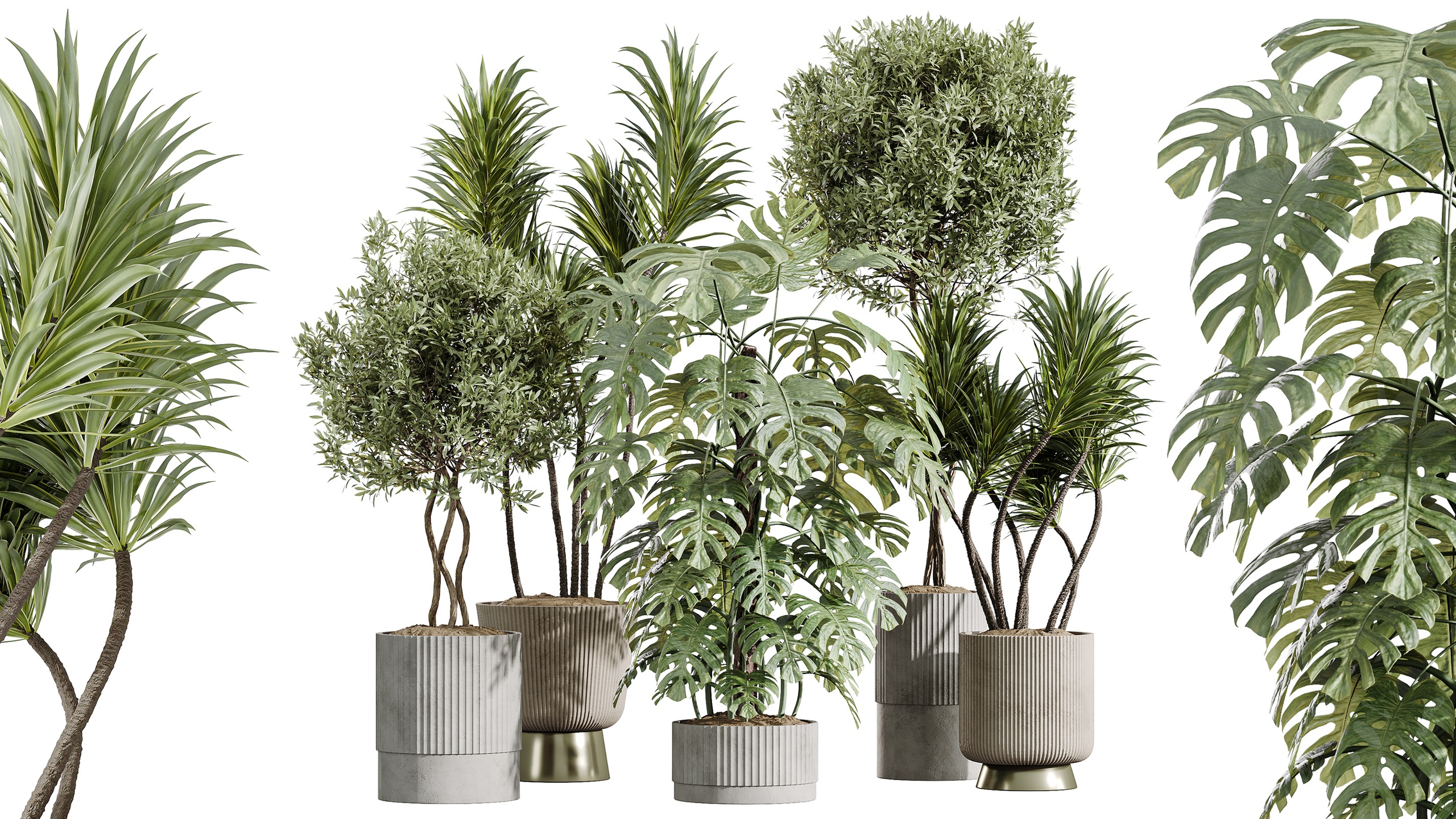 Media 1 for listing AV Indoor Plants Set 401 Mission Kalamata and Spineless Yucca and Elegant Monste