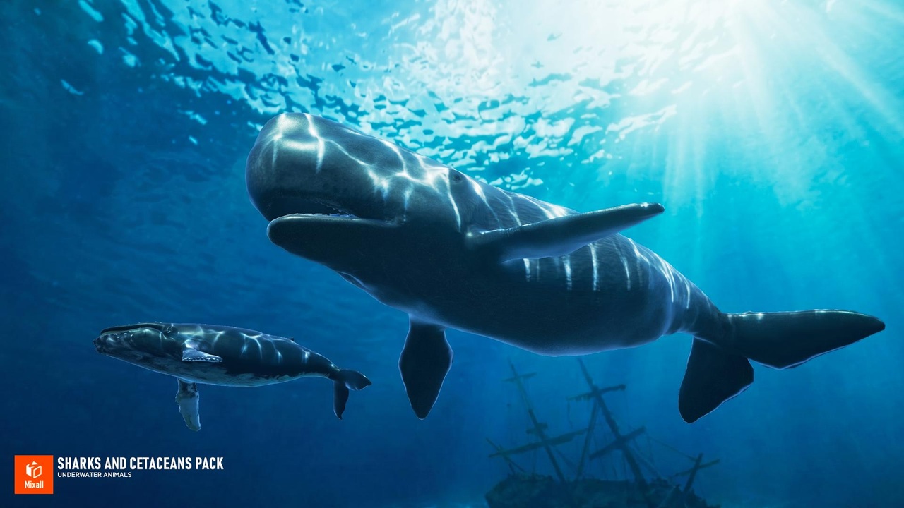 Media 1 for listing Sharks and Cetaceans Pack