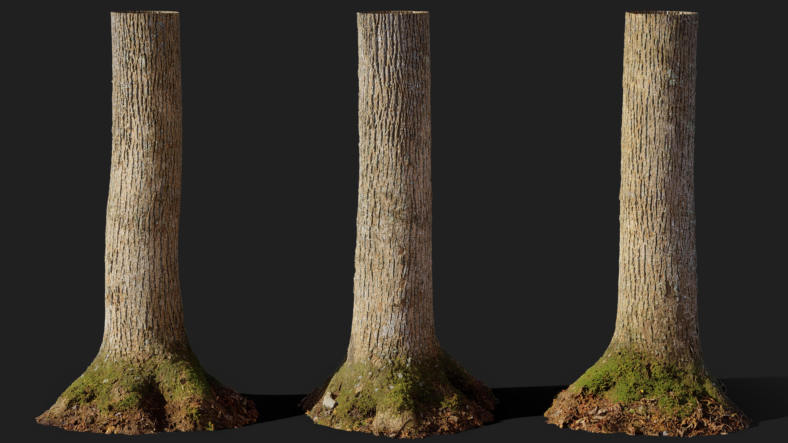 Media 1 for listing Tulip Poplar Trunk 01