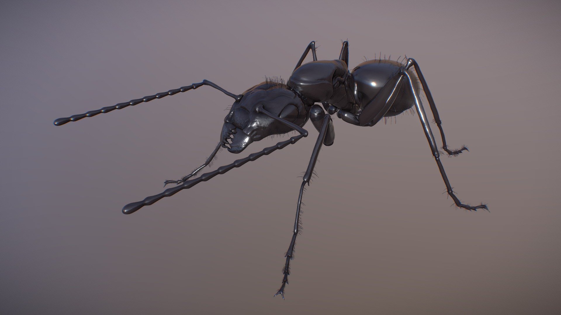 The ANT - (Camponotus) - ZBrush Version | Fab