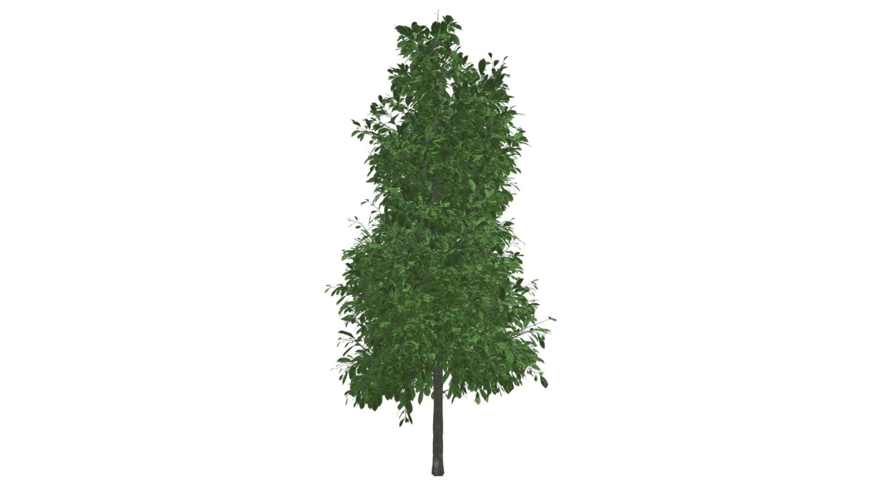 Media 1 for listing Sourwood Tree #02