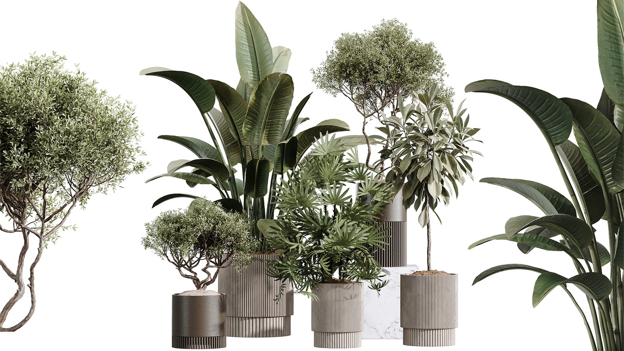 Media 1 for listing AV Indoor Plants Set 609 Ficus Cyathistipula Olive Palm Bird Of Paradise