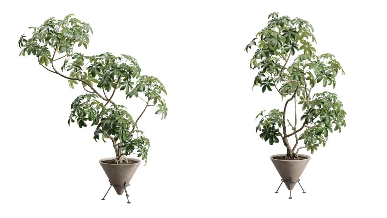 Media 1 for listing Schefflera Plant in Concrete Planter Stand