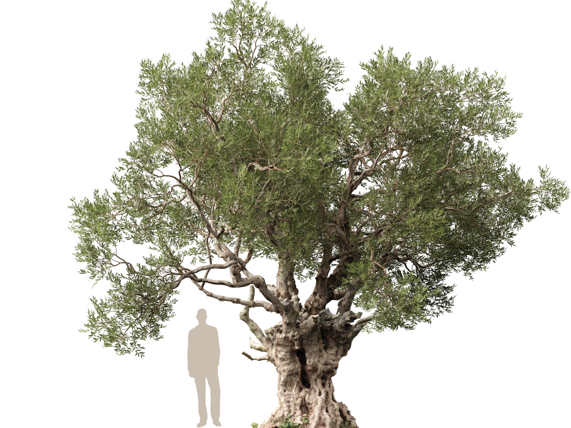 Media 1 for listing Scanned Olea europaea - Common olive 06 - HighPoly Lowpoly