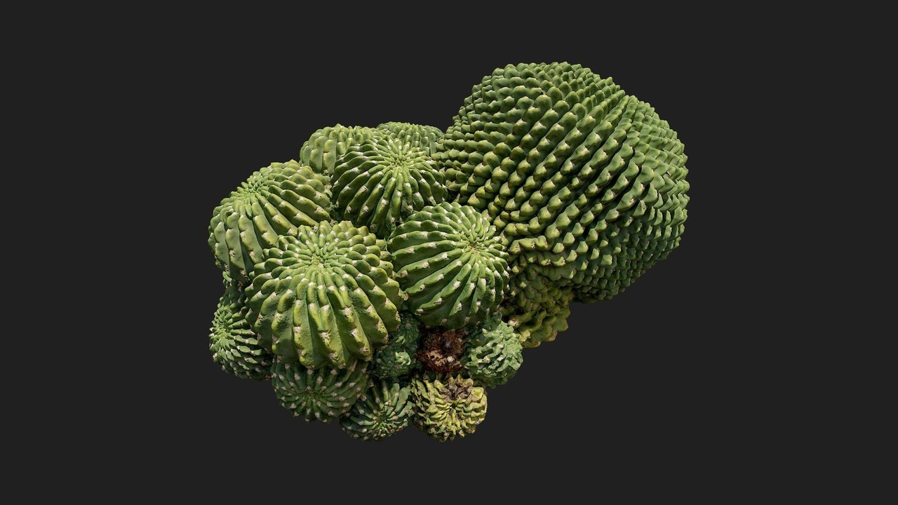 Media 1 for listing Desert American Plant Cluster Cactus Medium 01