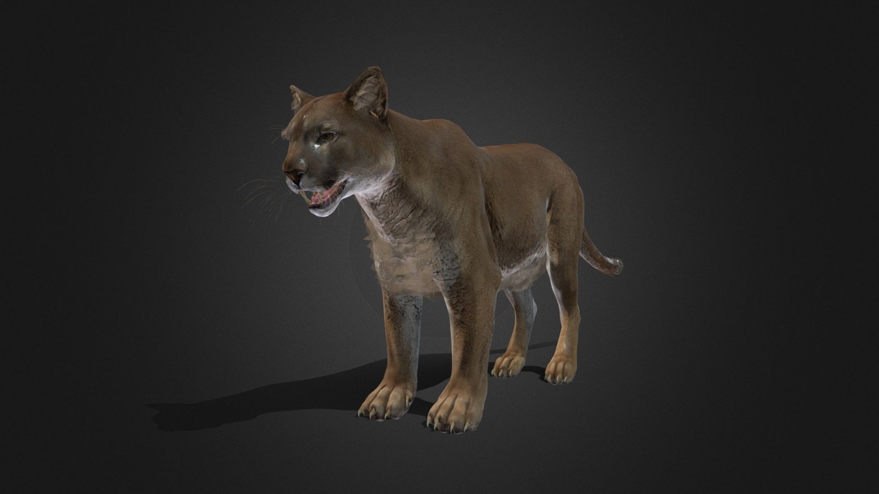 Media 1 for listing Cougar - Rigged