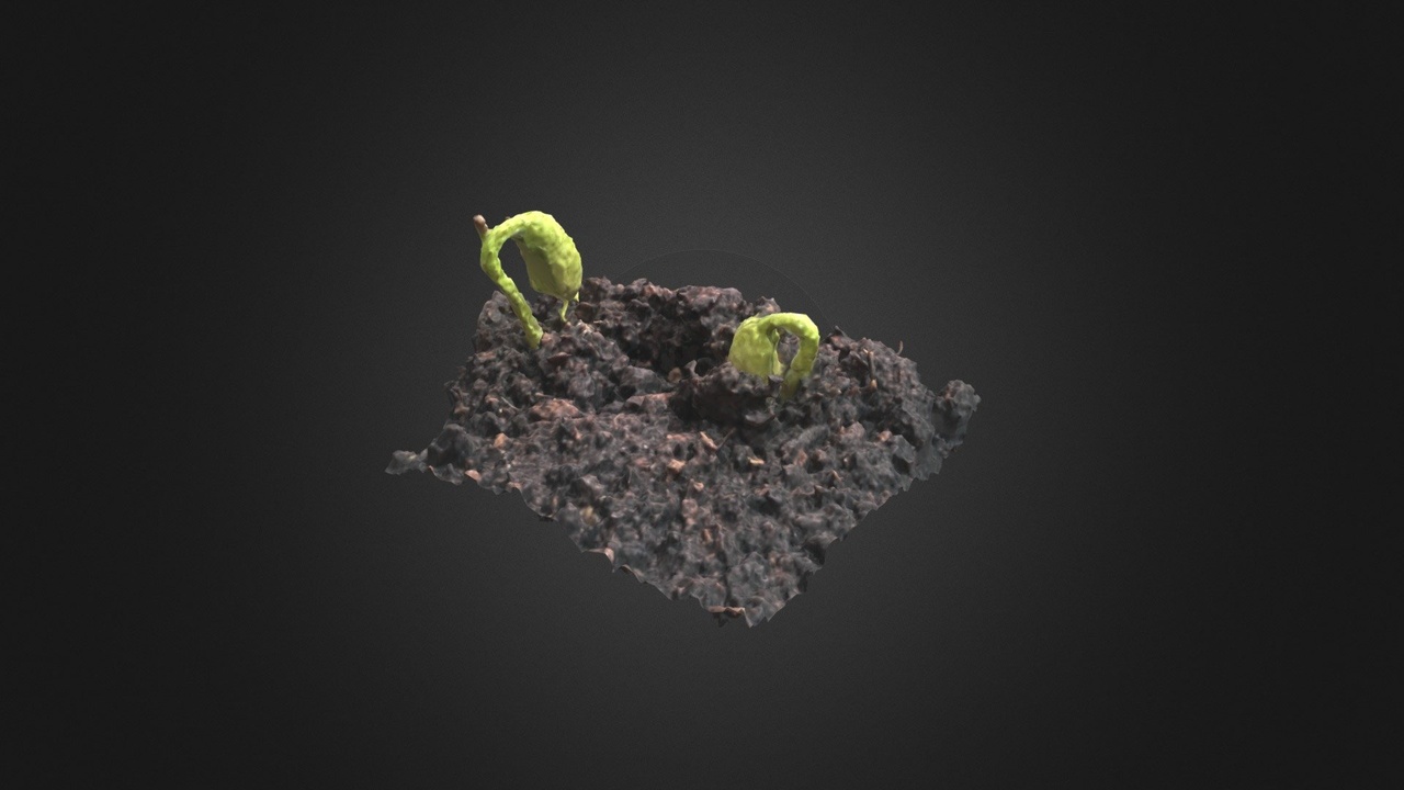 Media 1 for listing Bean Sprouting Scan 02 (Low Poly)