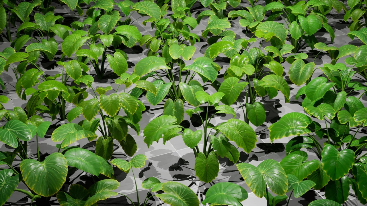 Media 1 for listing Plant - Elephant Ear