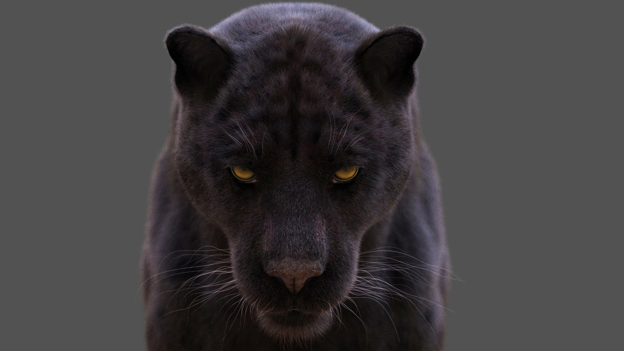 Media 1 for listing Black Jaguar (ANIMATED) Maya Xgen-Core