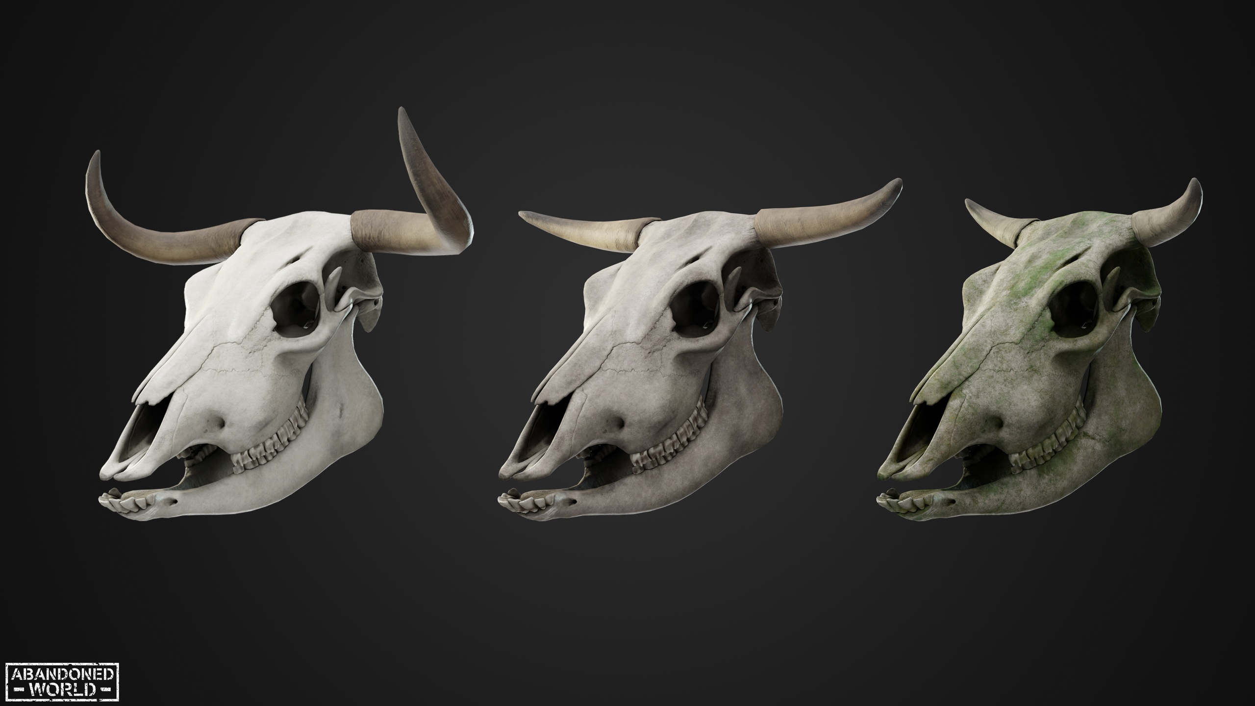 Media 1 for listing Cow Skull