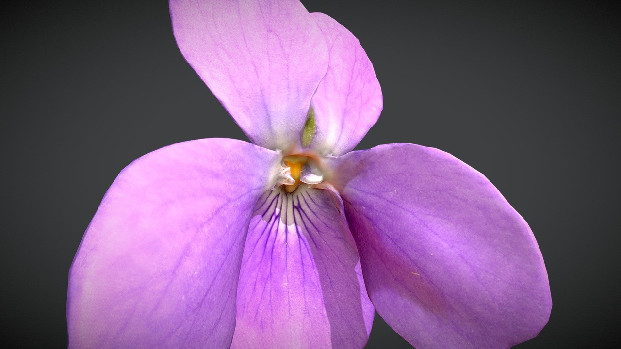 Media 1 for listing Purple Flower