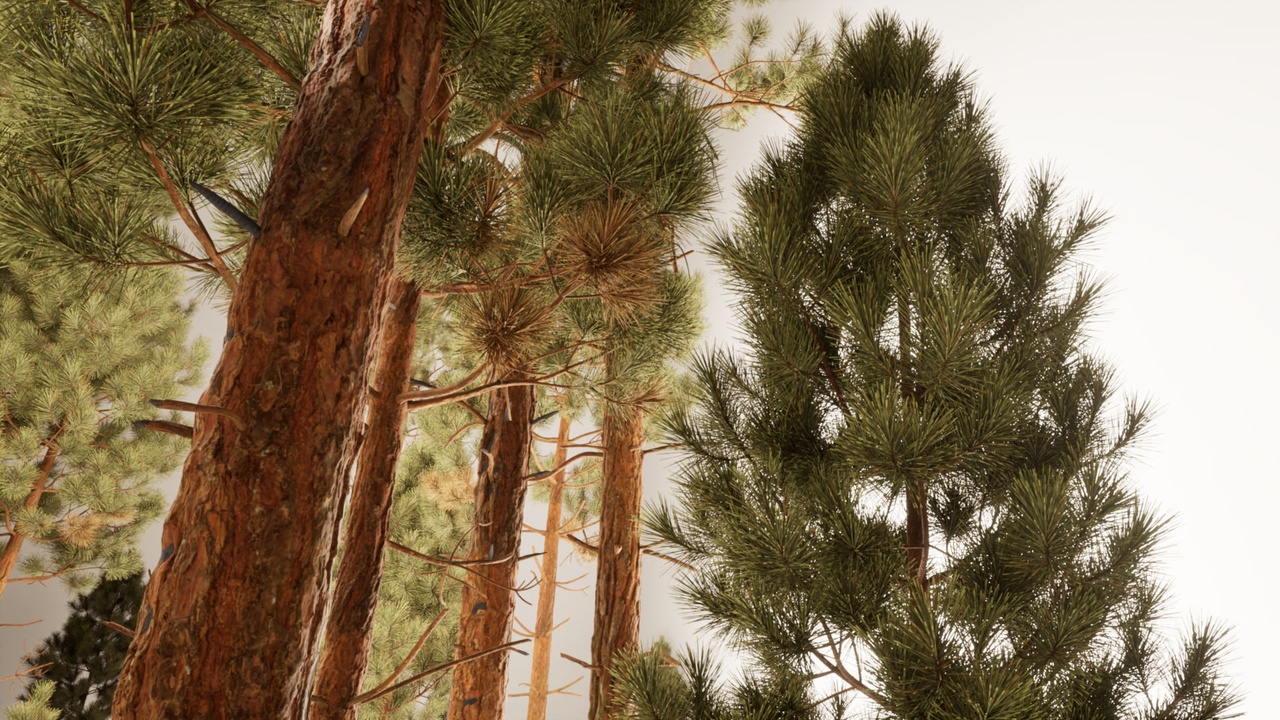 Media 1 for listing Pitch Pine Pack - Full Geometry