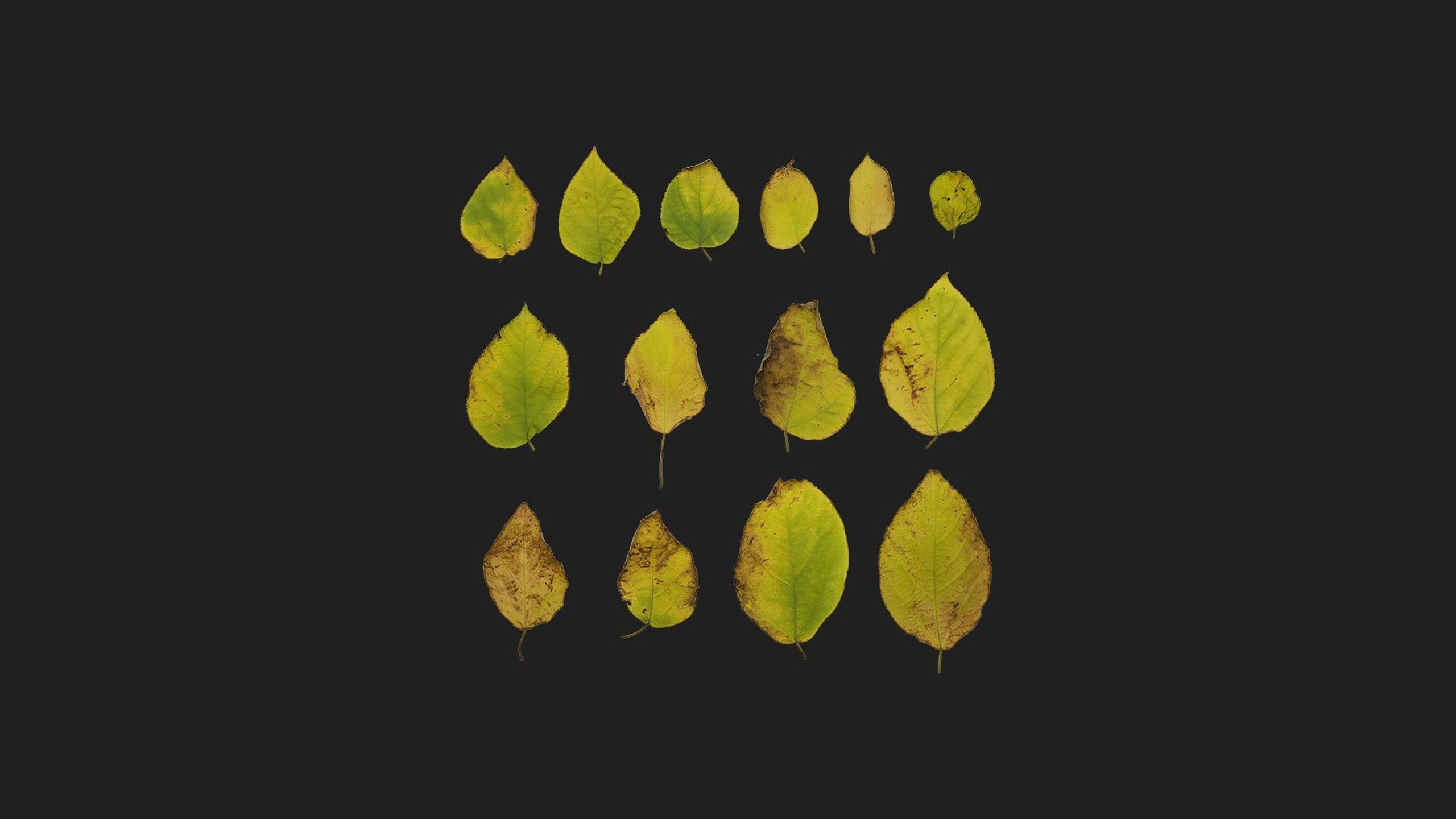 Media 1 for listing Paper Mulberry