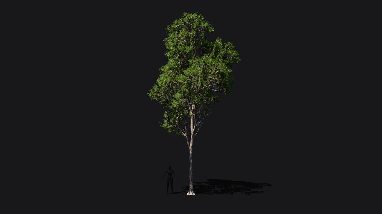 Media 1 for listing Ash tree game ready low poly