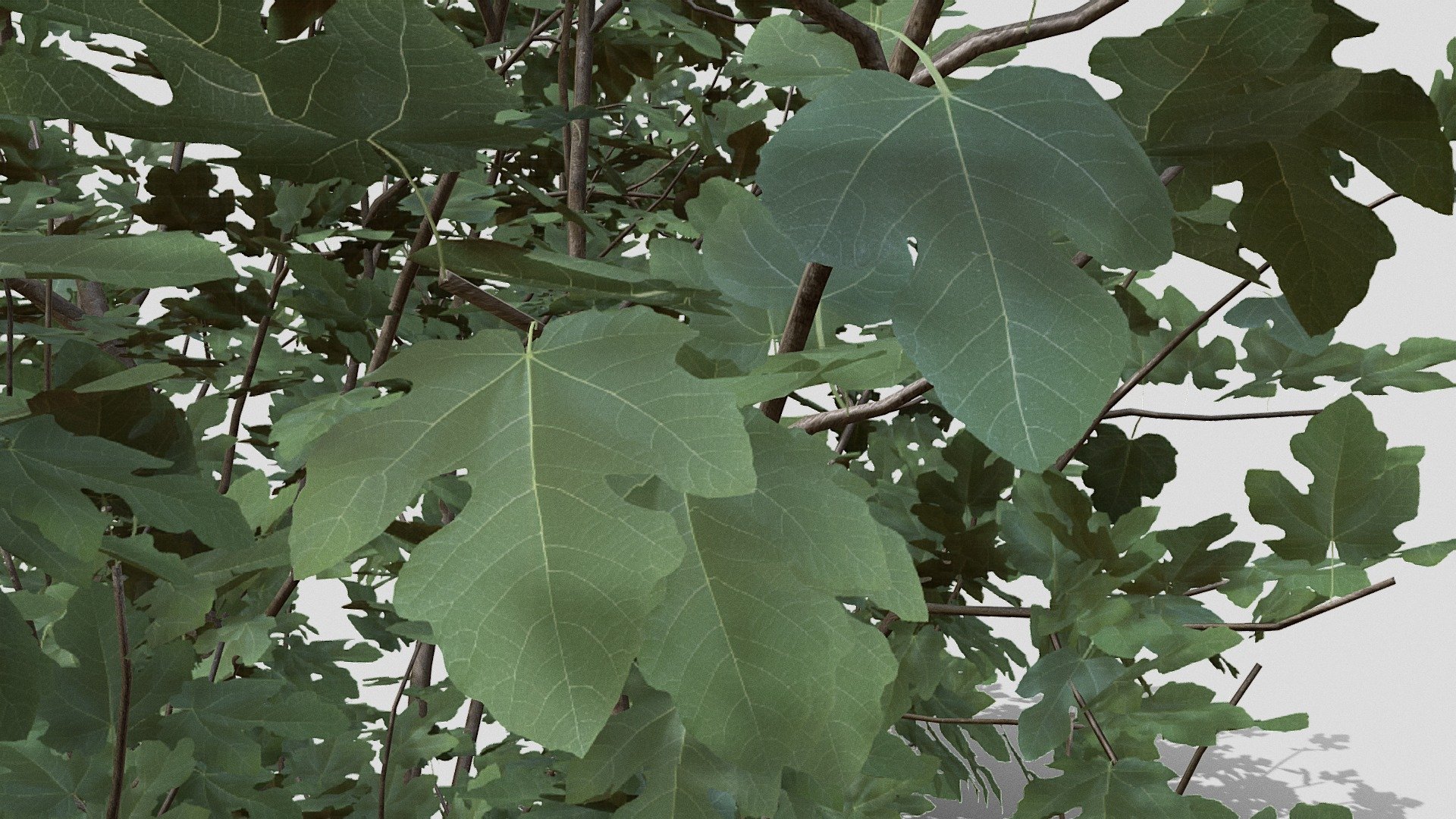 Fig Tree | Fab
