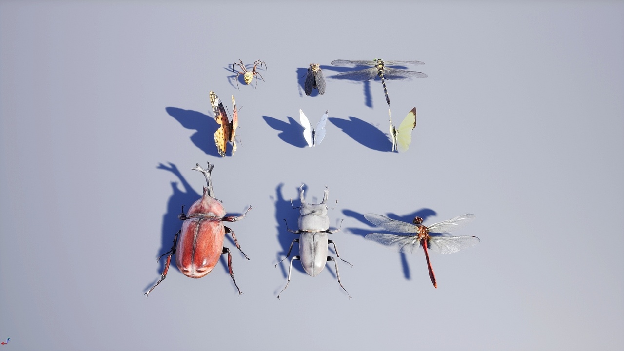 出品Japanese Insect Packのメディア1