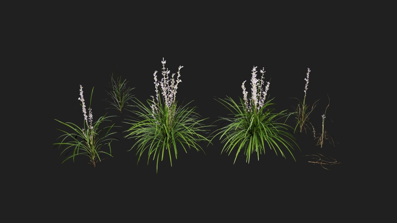 Media 1 for listing Lilyturf