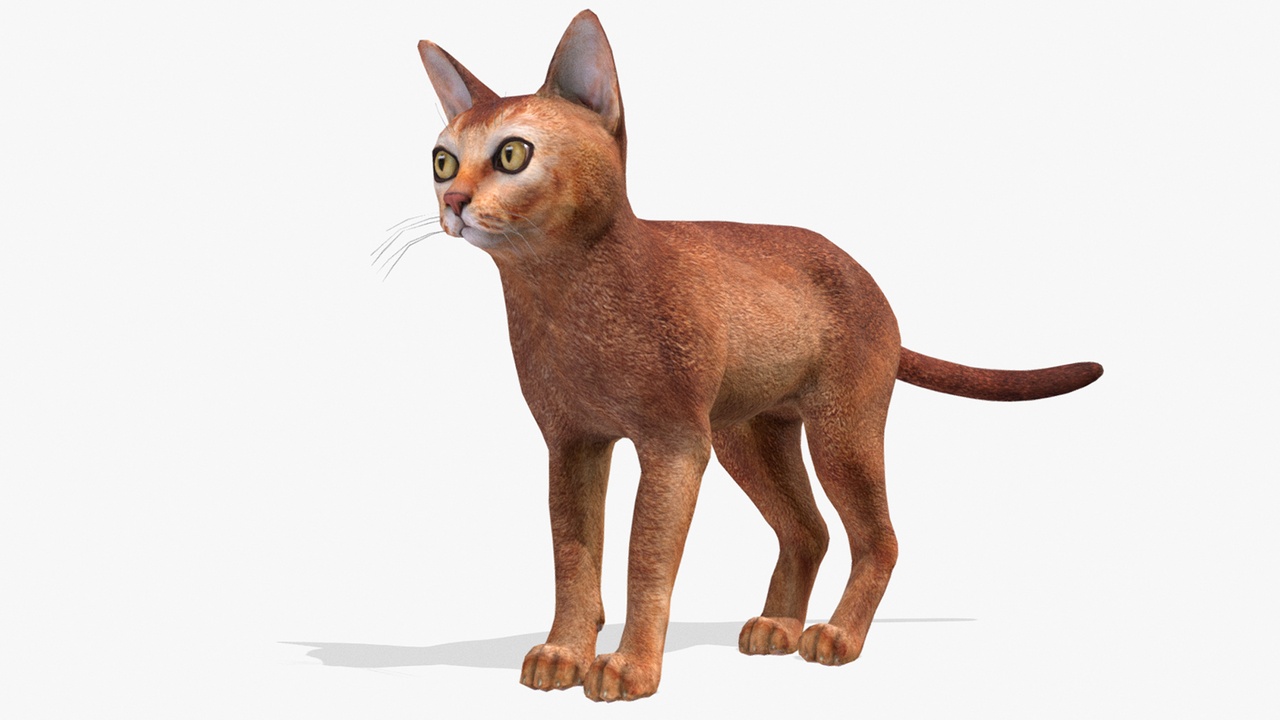 Media 1 for listing Cat - Abyssinian