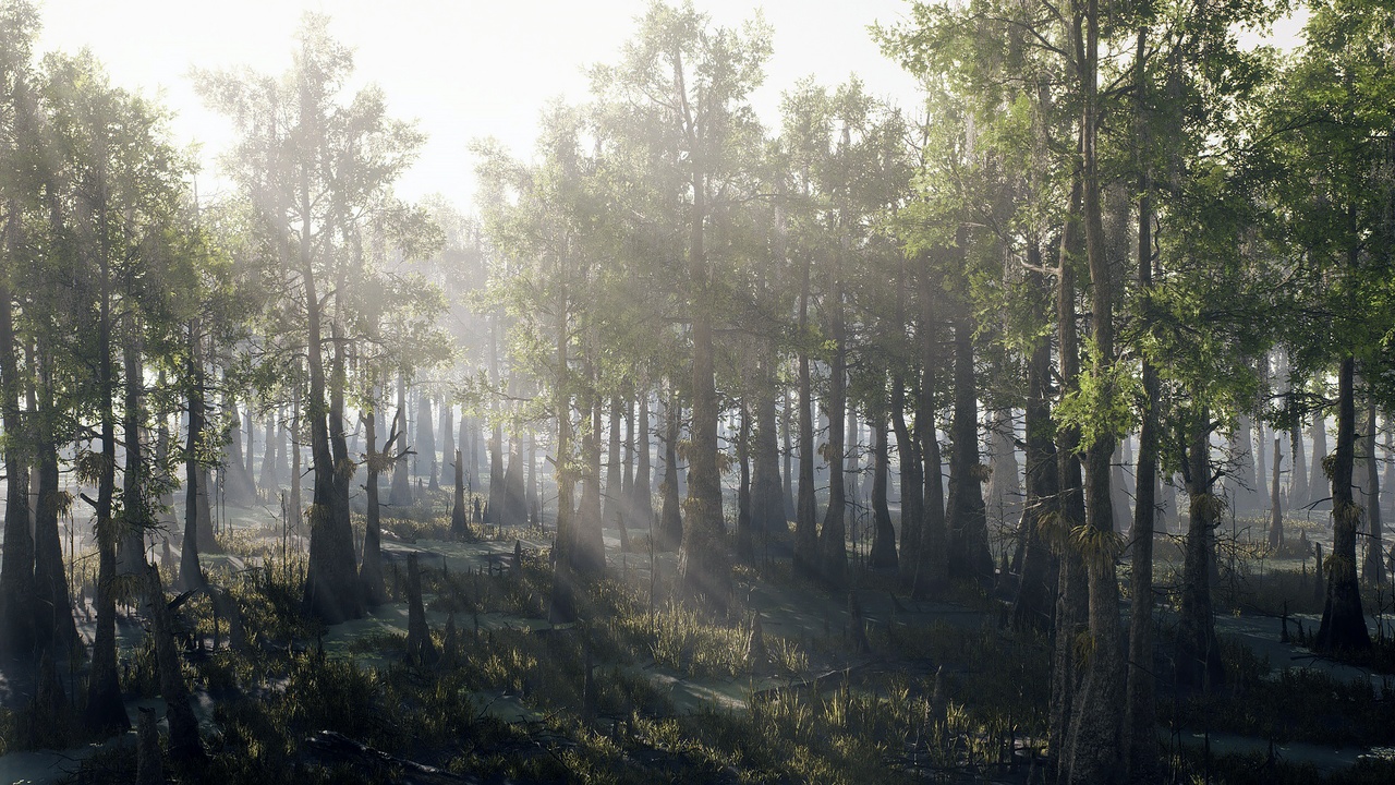 Media 1 for listing Bald Cypress Swamp